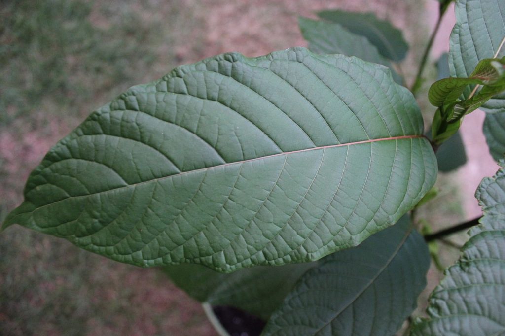 kratom leaf