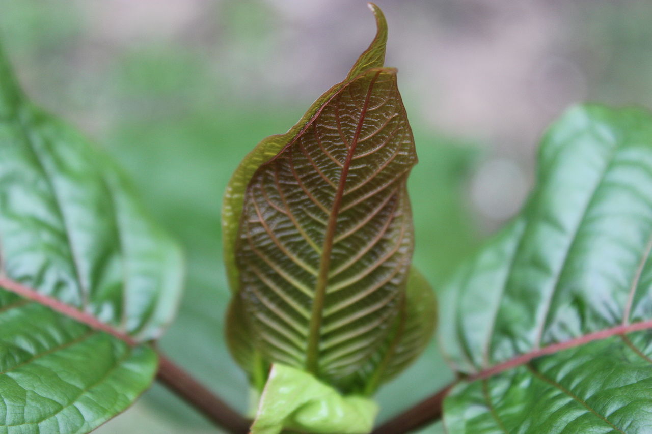 kratom