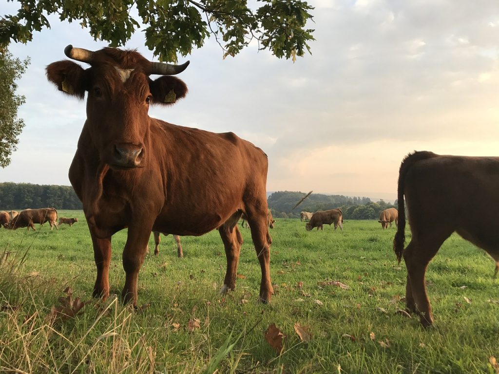 cow grazing